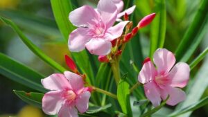 3 loai cay nguoi giau khong bao gio trong trong nha 222306