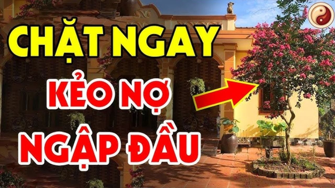 3 loai cay trong truoc cua nha nao nha do ngheo kho cay cang xanh nguoi cang suy 093032