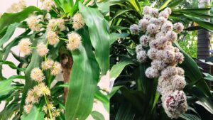 3 loại cây trồng trước nhà giúp trấn trạch, hút tài lộc, tăng vượng khí 2 3 loai cay trong truoc nha giup tran trach hut tai loc tang vuong khi 235930