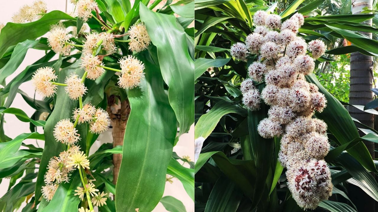 3 loai cay trong truoc nha giup tran trach hut tai loc tang vuong khi 235930