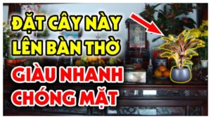 3 loai hoa dat len ban tho gia chu ngheo may cung chuyen minh giau co 084512