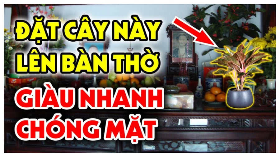 3 loai hoa dat len ban tho gia chu ngheo may cung chuyen minh giau co 084512