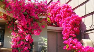 3 loai nuoc tuoi giup hoa giay no ruc ro quanh nam 235615