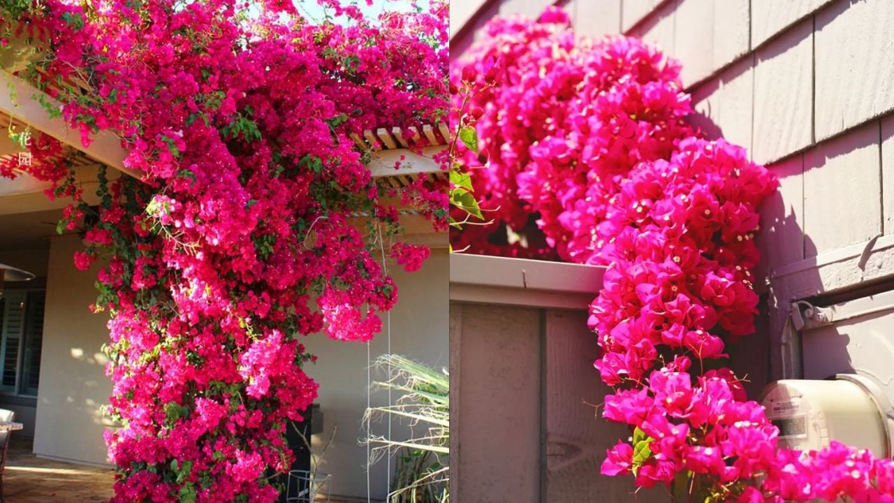 3 loai nuoc tuoi giup hoa giay no ruc ro quanh nam 235615