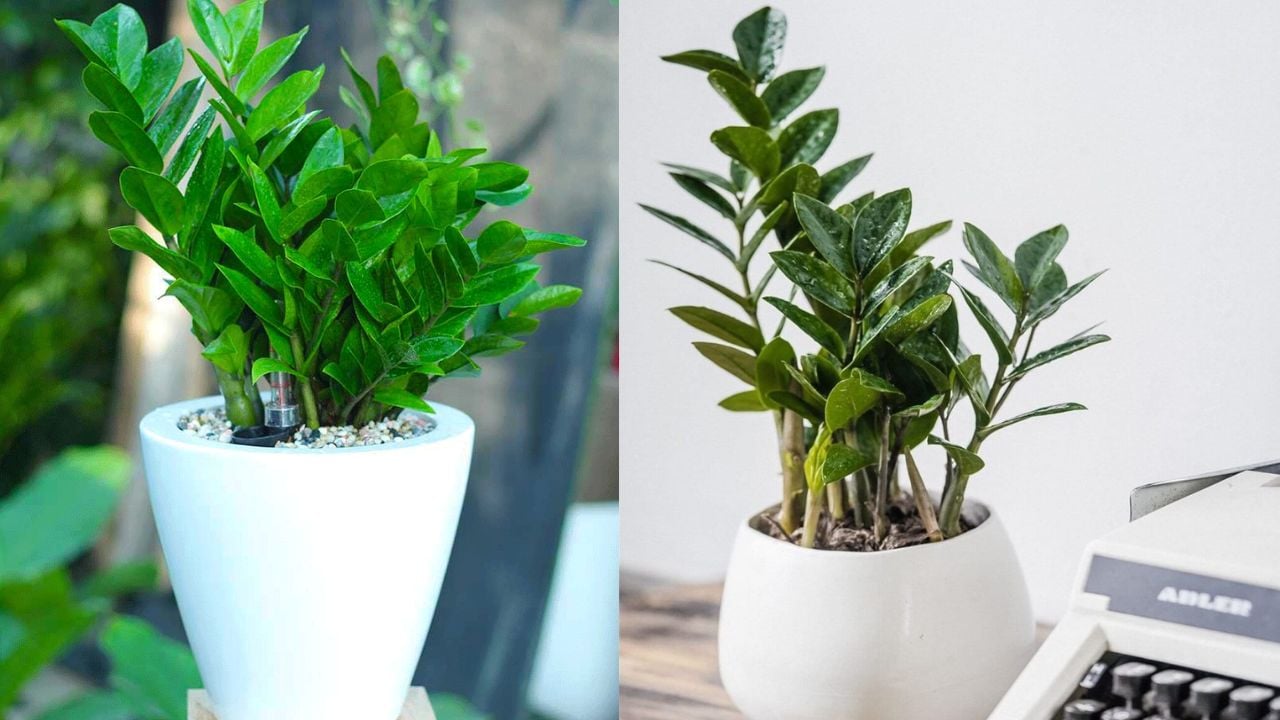 3 Vi Tri Hut Loc Trong Nha Nen Dat Cay Kim Tien 234724