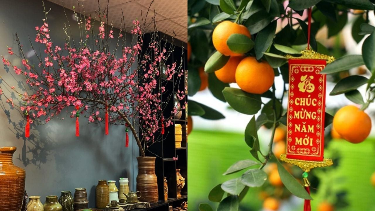3 Vi Tri Khong Nen Dat Cay Quat Cay Dao Ngay Tet La Dai Ky Khien Tien Cua Doi Non Ra Di 234329