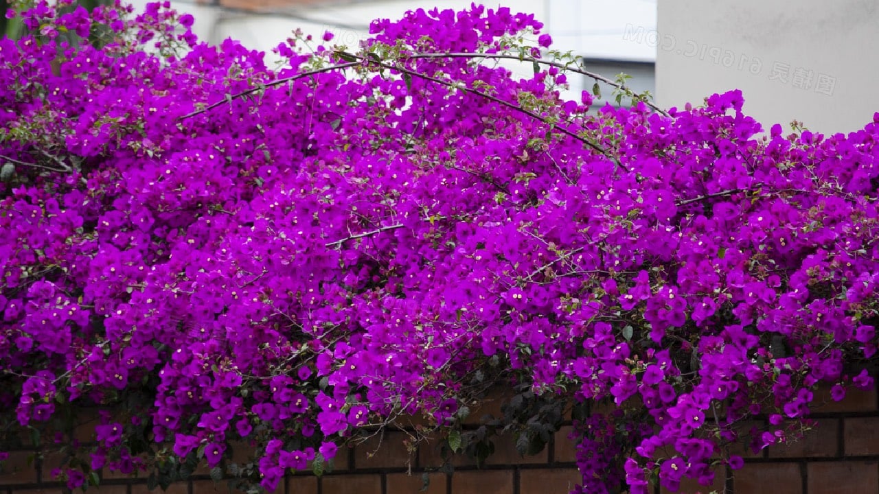 3 Viec Can Lam De Hoa Giay No Dung Dip Tet 233713