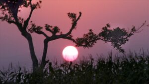 30A20930B3Fde7B1D554Fd7F1A71E9E6 Chieu Tren Canh Dong 01