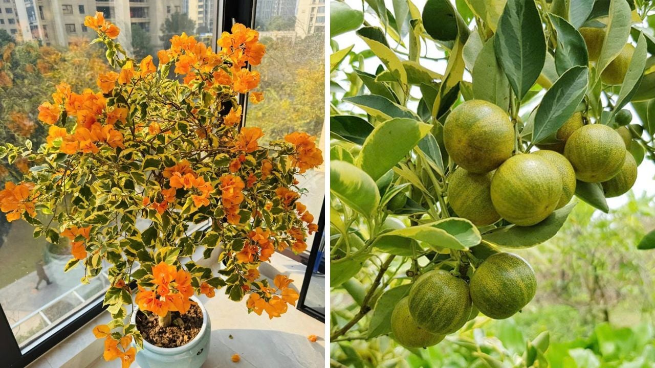 4 cay canh anh kim toan vang la vang vua sang trong vua hut tai loc nha giau rat thich trong 154123