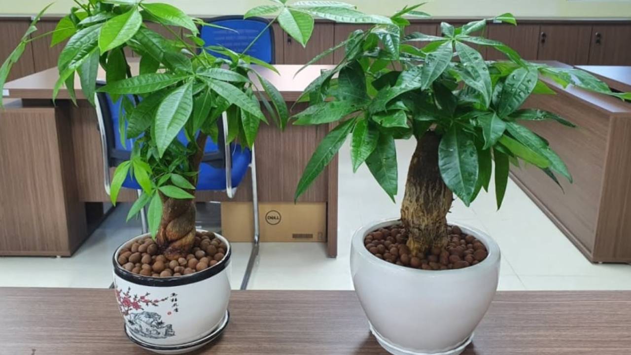 4 Cay Truoc Cua Don Loc 3 Cay Sau Nha Giu Cua Danh Sach Cay Phong Thuy Mang Tai Van Vao Nha Ban 1526