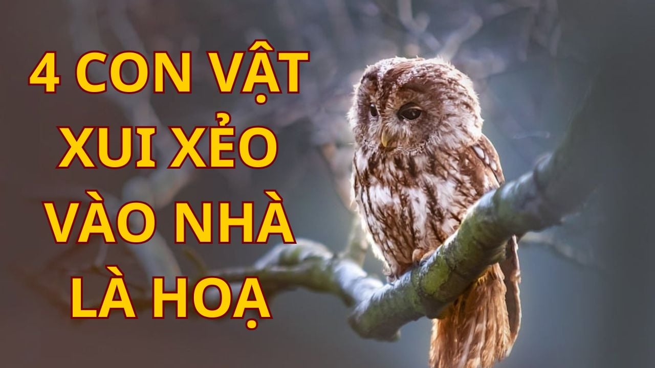 4 con vat xui xeo buoc vao nha ban nen hoa giai keo hao tai 091655
