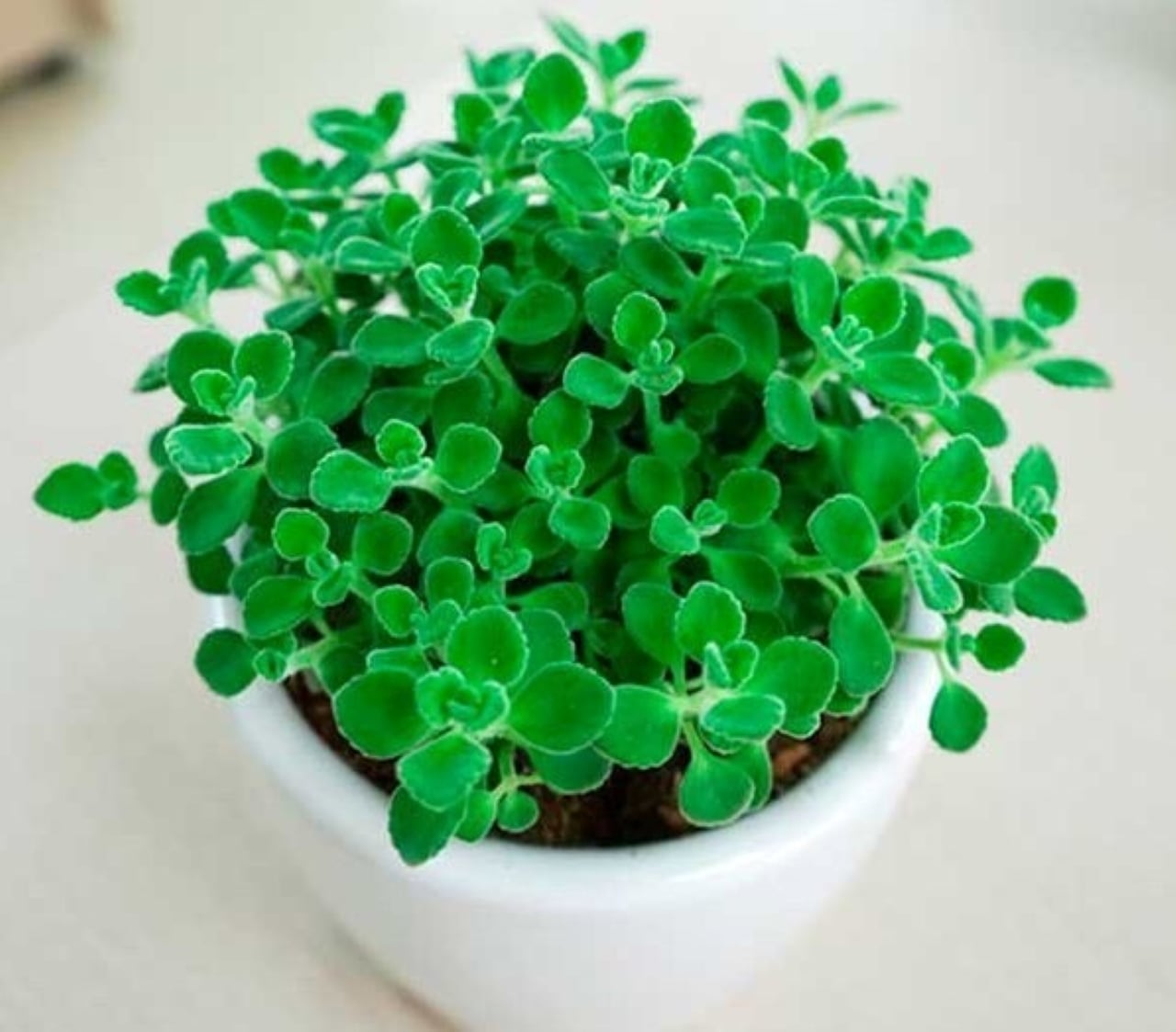 4 Loai Cay Canh Mang Nhieu Tai Loc Va Loc Sach Khong Khi Cho Ngoi Nha Cua Ban 220152