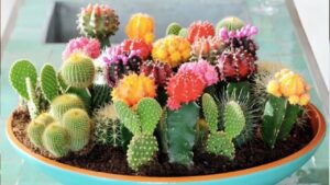 4 Loai Cay Canh Pha Tai Loc Khong Nen Dat O Phong Khac Nhieu Nha Mac Sai Lam Ma Khong Biet 230130.Jp