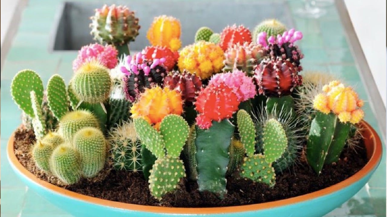 4 Loai Cay Canh Pha Tai Loc Khong Nen Dat O Phong Khac Nhieu Nha Mac Sai Lam Ma Khong Biet 230130.Jp