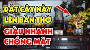 4 loai cay dat trong nha sinh phuc khi cay cang xanh nguoi cang giau co 100629