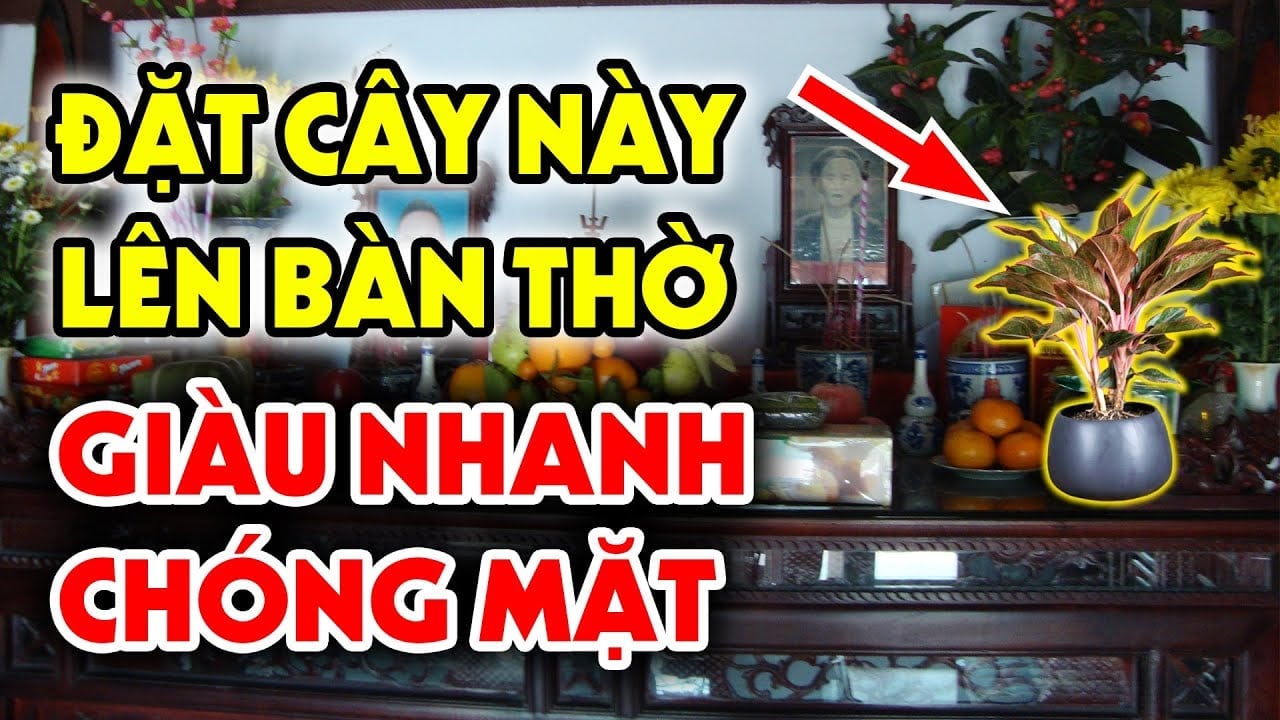 4 loai cay dat trong nha sinh phuc khi cay cang xanh nguoi cang giau co 100629