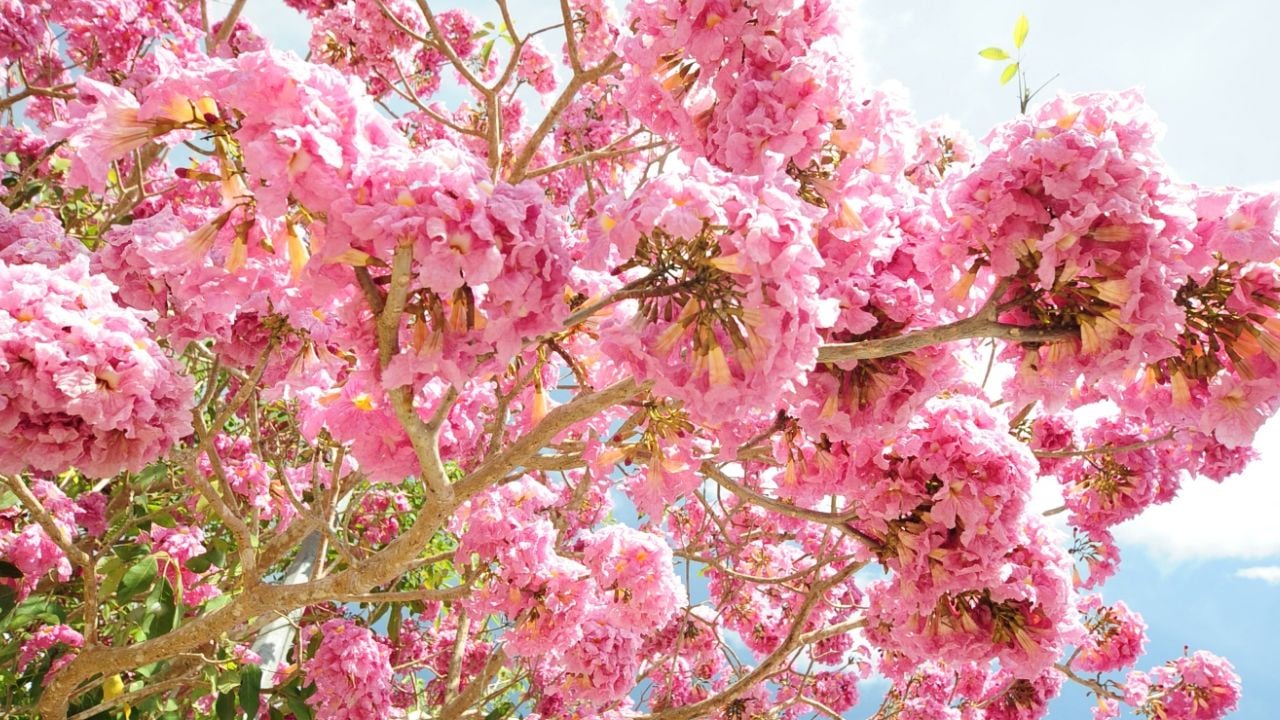 4 Loai Cay De Trong Trong San Nha Cu Sang Xuan La Tao Thanh Bien Hoa Ruc Ro 225453