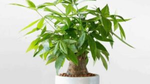 4 Loai Cay Nen Co Trong Phong Khach 10 Nha Dat Thi 9 Nha Giau Chung 1 Chau De Gia Dinh Thinh Vuong 1