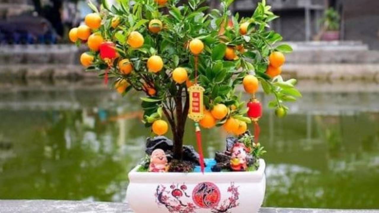 4 Loai Cay Trong Nha Khong Nen Mang Tang Nguoi Khac Keo Vo Tinh Tan Loc Cua Chinh Minh 143139