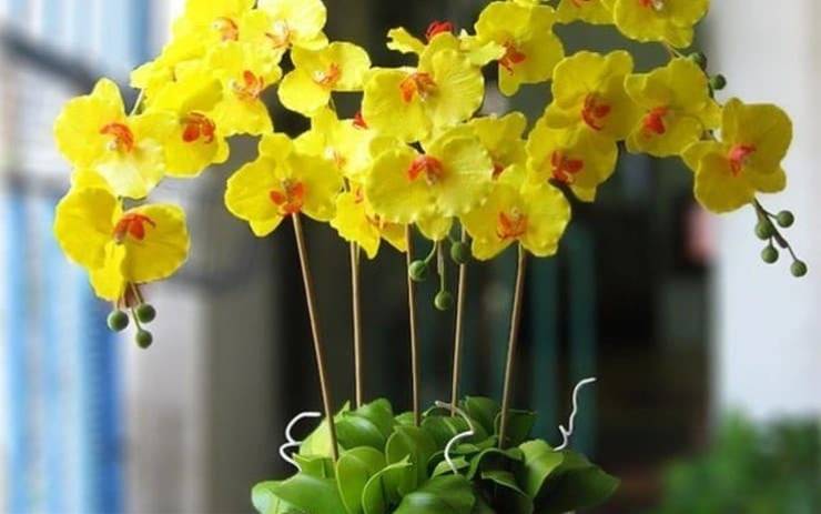 4 loai cay trong nha khong nen tang keo tan loc nhieu nguoi van vo tinh mac phai 161929