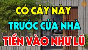 4 loai cay trong truoc nha nao nha do giau co 095820