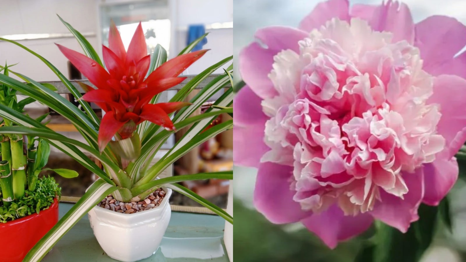 4 loai cay vang giup phong khach hut tai giu loc doi van khi ca gia dinh 113725