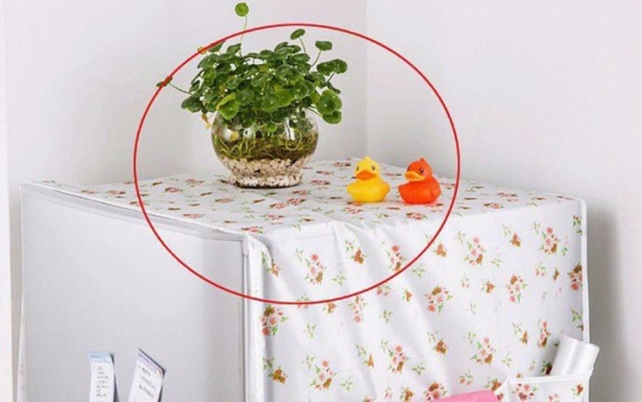 4 Loai Do Vat Nay Khong Nen De Tren Tu Lanh Keo Van Khi Trong Nha Bien Mat Lam An Kinh Kho Khan 1604