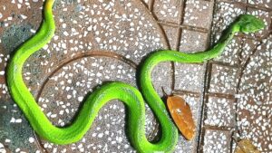 4 loai vat bao diem xui cho coi thuong khi thay chung trong nha 222819