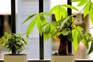 4 vi tri vang trong nhat dat cay kim ngan giup gia chu hut tien nhu nam cham 150124