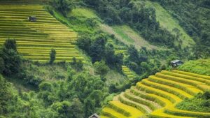 Bó Rau Giữa Mùa Gió Núi 422Ce0Bc7E4E89Af975E10512A2Bb13D Na