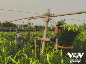 Hoa loa kèn vào vụ, làng Tây Tựu rộn ràng thu hoạch 1 4d85785a443ec5609c2f