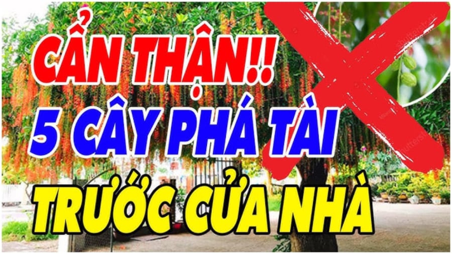 5 Cay Am Trong Truoc Nha Cay Cang Xanh Nguoi Cang Suy Do La Cay Gi 134741