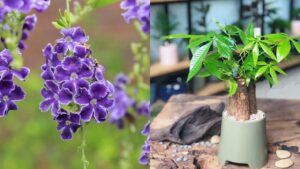 5 cay canh duoc nguoi xua chon mat gui vang trong trong nha vua dep vua mang y nghia tai loc 170544