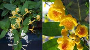 5 Cay Canh Phong Thuy Hoa Thom Chieu Tai Hut Loc Co The Dung Lam Tra Duong Sinh Tot Cho Suc Khoe 020