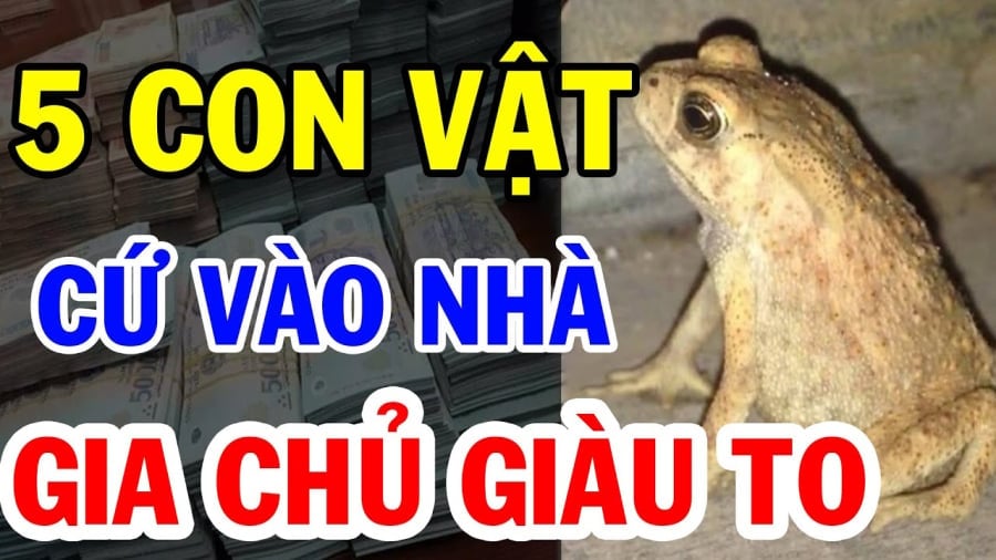 5 con vat vao nha than tai ghe tham cang o lau cang giau co 083545