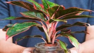 5 loai cay canh nghe ten da thay giau dat ban tho ngay tet hut tai loc cuc manh 155122