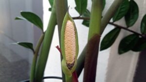 5 loai cay canh no hoa la gia chu co loc tien tai roi vao nha 225353