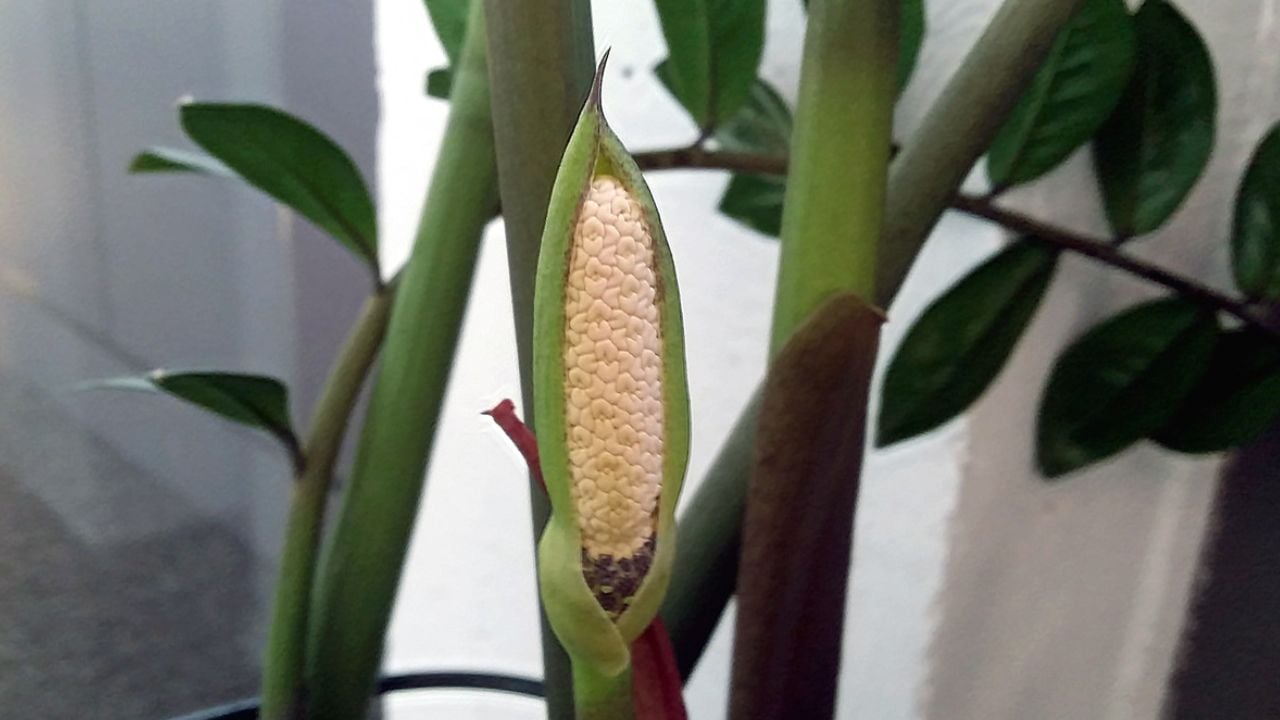 5 loai cay canh no hoa la gia chu co loc tien tai roi vao nha 225353