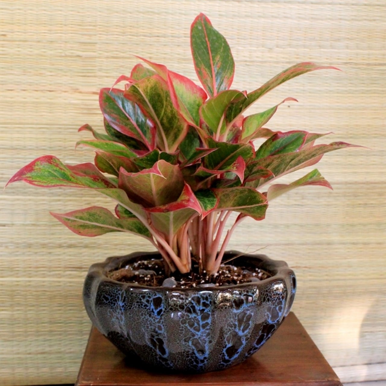 5 Loai Cay Canh Phong Thuy Trong Nha Duoc Ua Chuong 214513