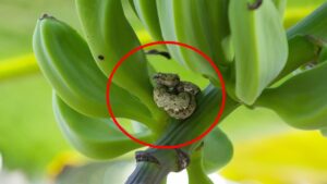 5 Loai Cay De Thu Hut Ran Vao Nha 231600