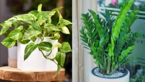 5 loai cay phong thuy hut tai loc nen dat trong phong khach 181039