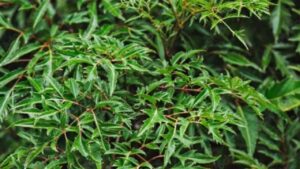 5 Loai Cay Tran Trach Pho Bien O Viet Nam Giu Binh An Cho Ngoi Nha Dong Thoi La Thuoc Quy 153316