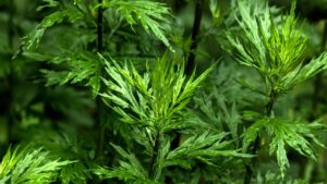 5 loai cay tran trach vua thu hut phu quy vua la thuoc quy nhu sam 234003