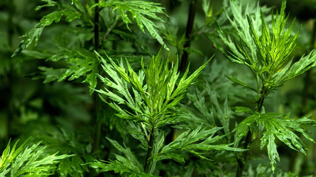 5 loai cay tran trach vua thu hut phu quy vua la thuoc quy nhu sam 234003