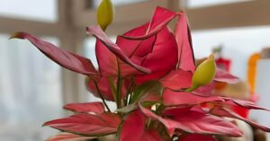 5 loai cay trong nha cu no hoa tai loc sap den 193518