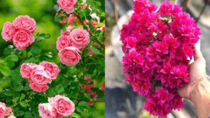 5 loai hoa nen trong truoc cua nha de don loc 162841