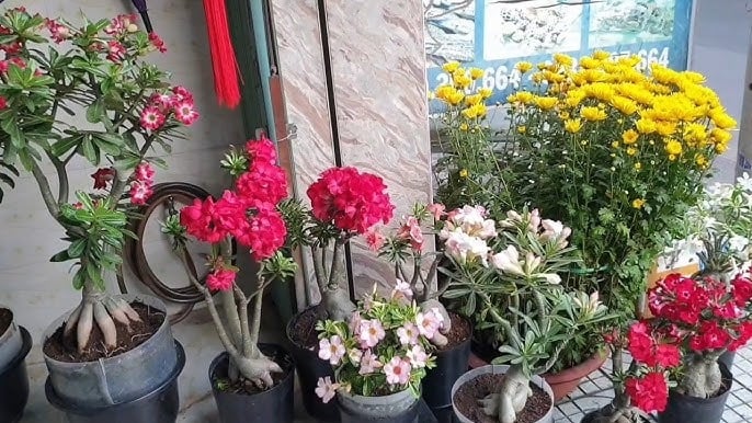 5 loai hoa than tai cuc ghet bo ngay keo tien cua lui tan 122256