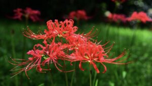 5 loai hoa than tai cuc ghet trong trong nha gay hao tai kho kiem tien 000000