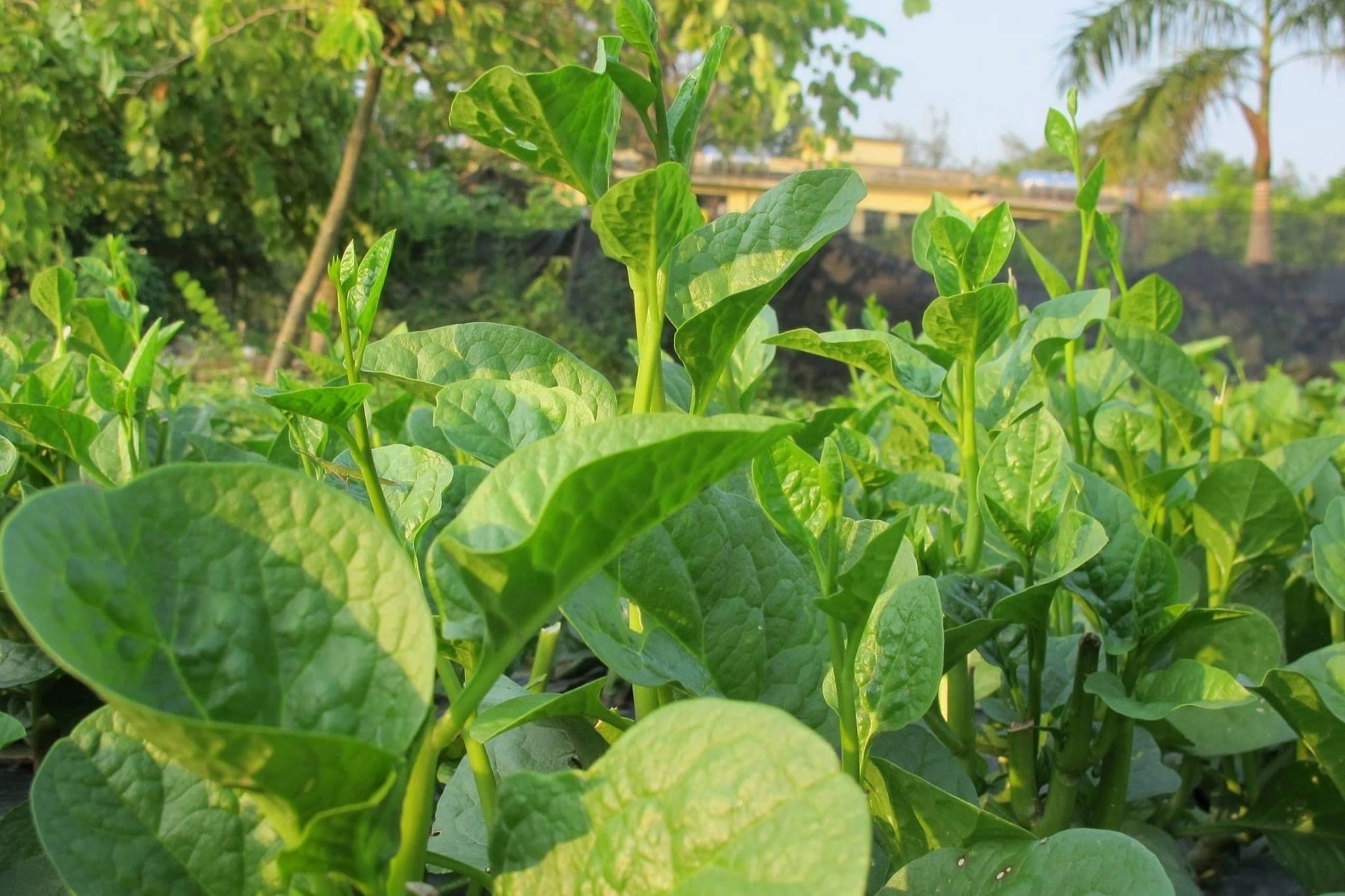 5 Loai Rau Bo Hon Thit Re Hon Thuoc Thay Cho Ban Dung Bo Qua 120649