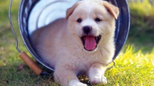 5 loai thu cung duoc xem la bua may man giup gia dinh hut tai loc 133426